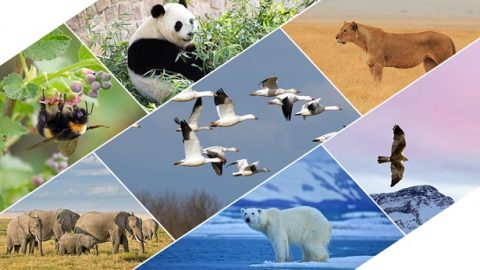 Bóg wyznaczył granice także dla różnych ptaków, zwierząt lądowych, ryb, owadów i wszystkich roślin